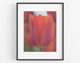 Tulip Print, Botanical Photograph, Flower Photography