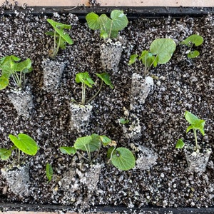 Real Japanese Wasabi Seedlings READY TO SHIP!
