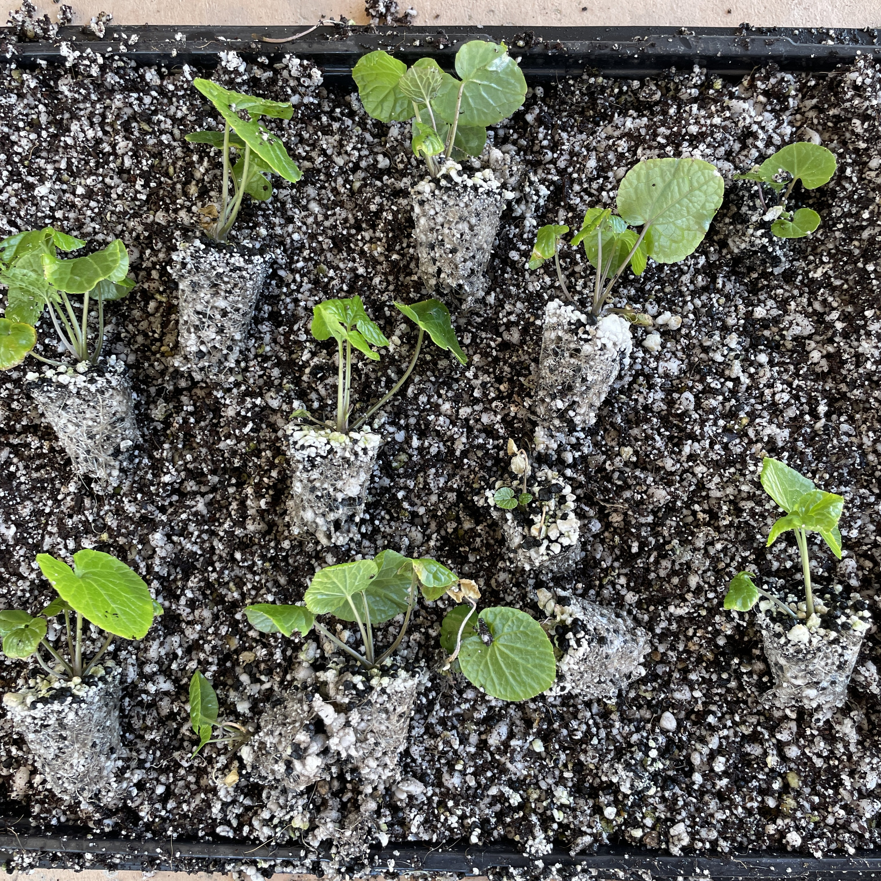 Real Japanese Wasabi SMALL and MEDIUM - Etsy