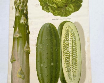Vintage Seed Catalog Prints