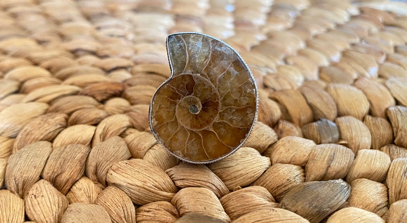 Ammonite Fossil Silver Statement Ring Handmade Size 8.5