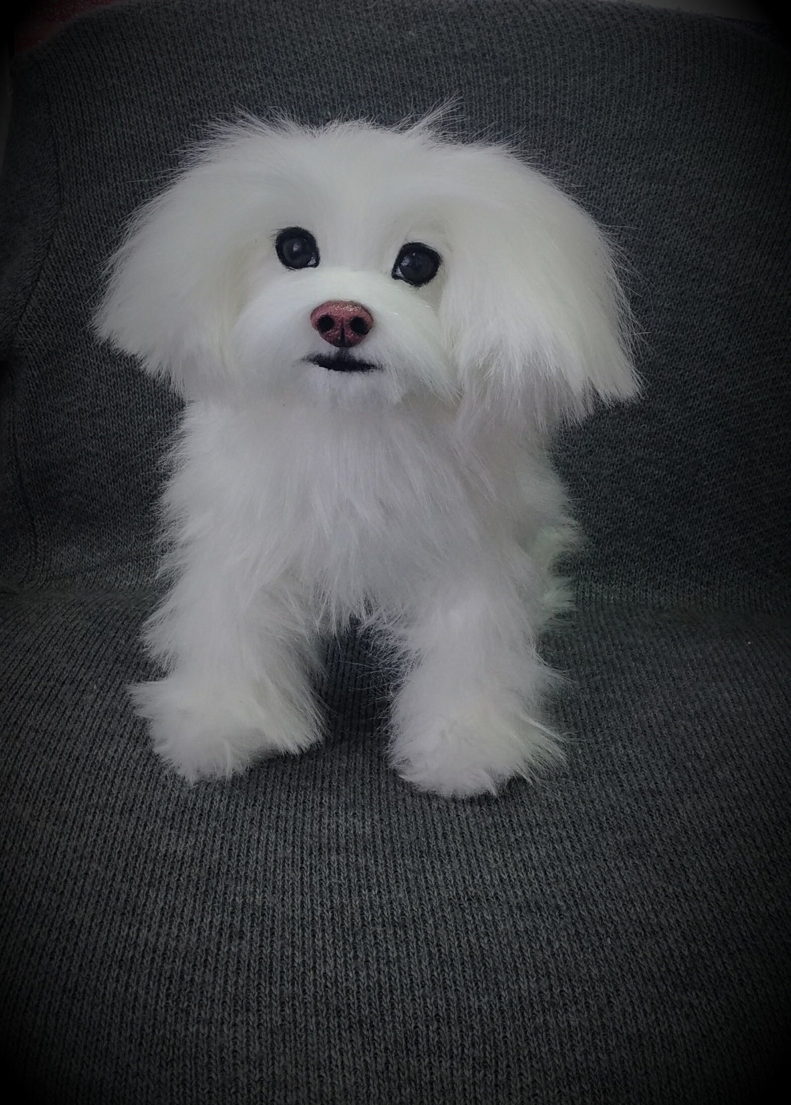 Dog Toys Maltese lapdog toy Toys handmade Realistik toy Etsy