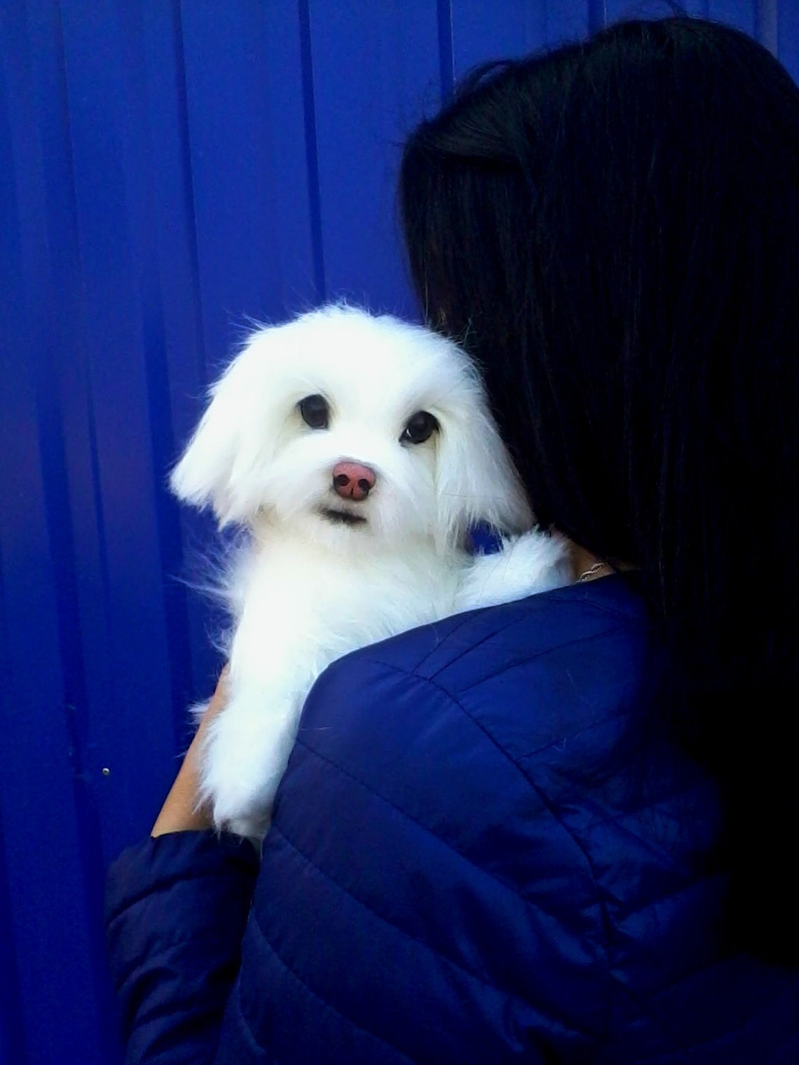 Maltese. Dog. Toys Dog. Toys Handmade. Stuffed. Animals and Etsy