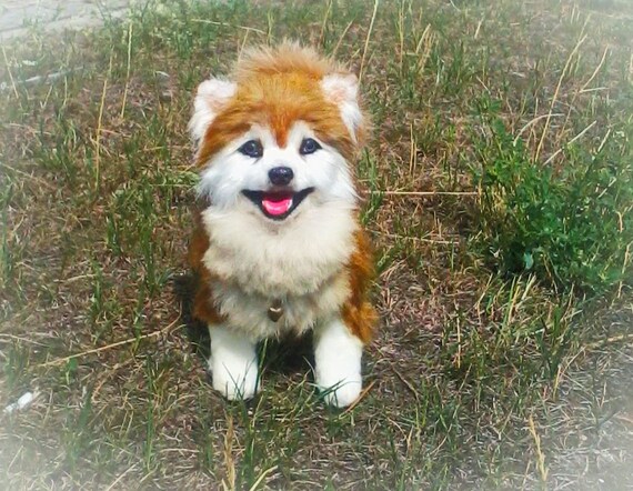 Pommerschen Hund