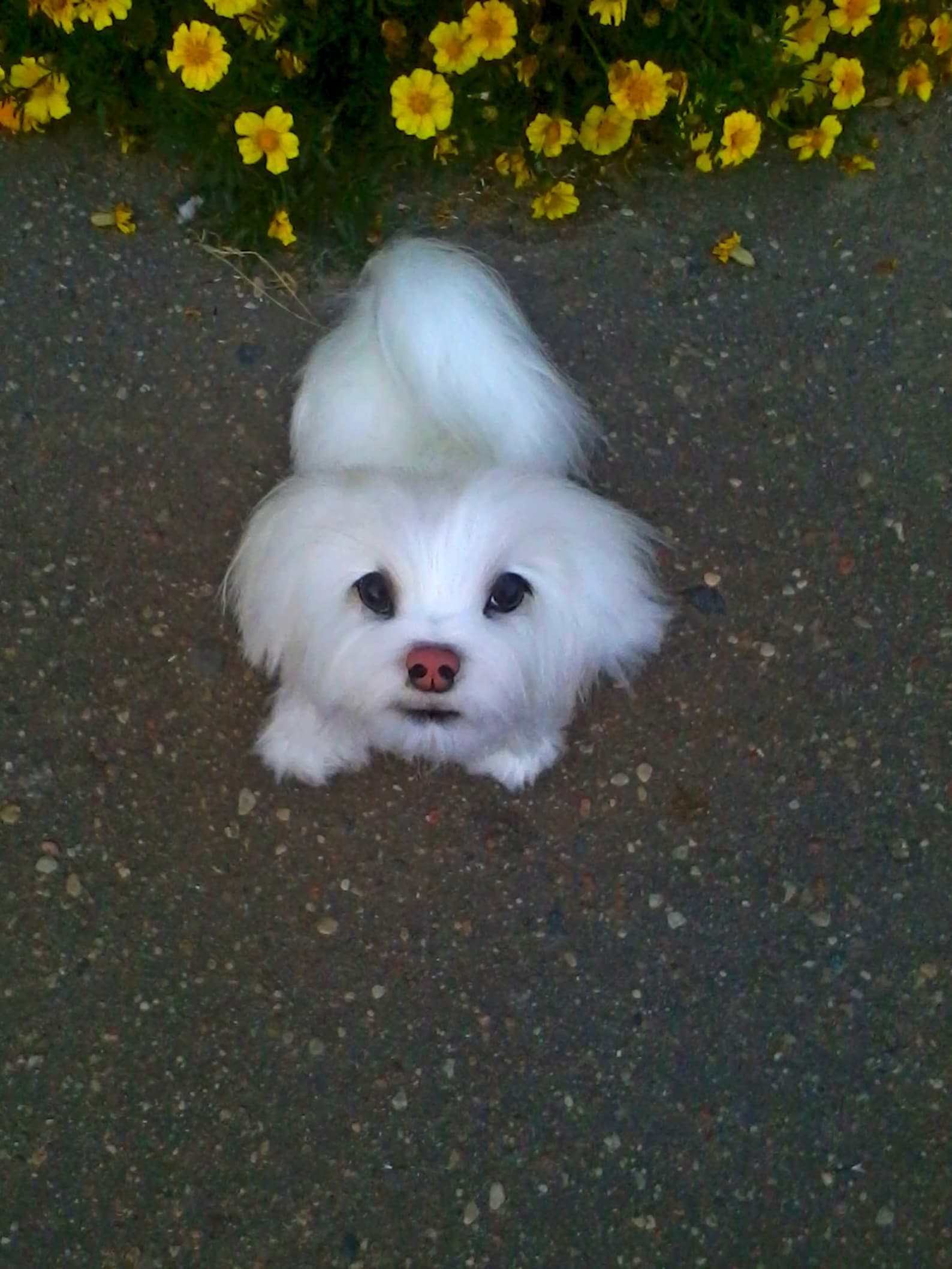 Maltese. Dog. Toys Dog. Toys Handmade. Stuffed. Animals and Etsy