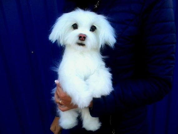 stuffed maltese dog