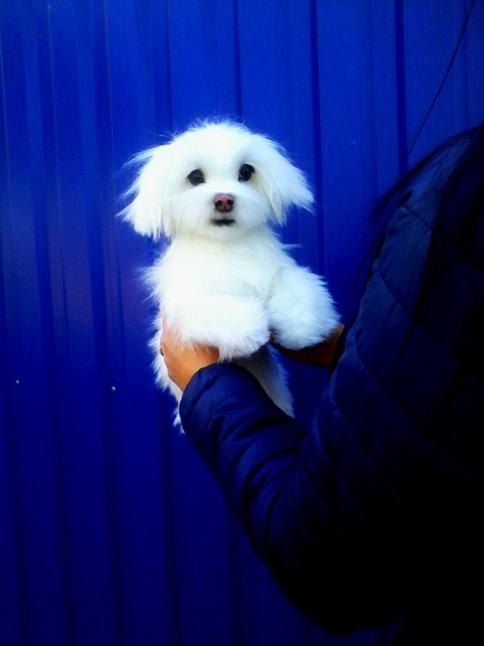 Maltese. Dog. Toys dog. Toys handmade. Stuffed. Animals and Etsy