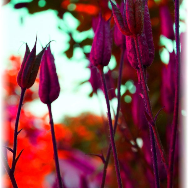 Karte "GartenFreude Akelei Pink"