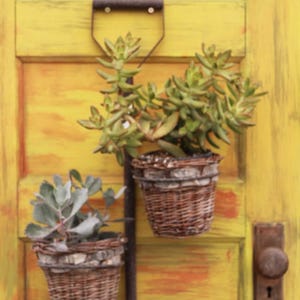 Puede incluir: Dos suculentas en maceta colgando de un gancho de metal oxidado en una puerta pintada de amarillo. Las suculentas están en cestas tejidas.