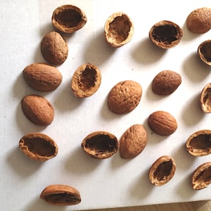 May include: A collection of 19 empty, light brown walnut shells on a white surface.