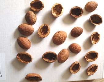 Walnut shells 20 halves for crafting and decorating from your own garden