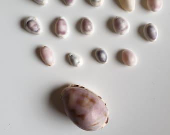 Kaurimuscheln Set mit 14 kleine + 1 große Muschel unterschiedliche Farben - Naturprodukt