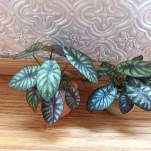 May include: Two small potted Alocasia plants with heart-shaped, dark green leaves featuring prominent light green veins. Each plant is housed in a small, round container filled with pebbles, displaying a distinct textured foliage pattern.