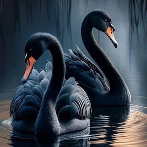 May include: Two black swans with long necks and dark feathers are swimming in a still body of water. The swans are facing each other and their reflections are visible in the water.