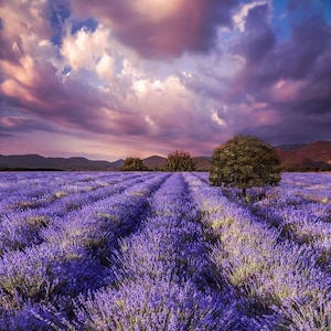 Counted Cross Stitch Pattern &quot;Lavender field 44&quot;