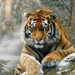 Könnte beinhalten: Ein großer, orangefarbener und schwarzer Tiger mit weißen Streifen sitzt auf einem schneebedeckten Felsen in einem nebligen Wald. Die Augen des Tigers sind auf den Betrachter gerichtet und seine Pfoten ruhen auf dem Felsen. Der Hintergrund ist ein verschwommenes Bild einer Bergkette und Bäume.
