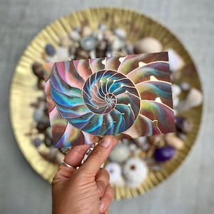 Cartão postal Seashell Nautilus estacionário pintado no Havaí por Danielle Burnside Art