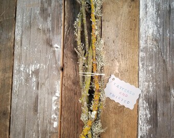 Oak sticks with lichen | 18"-22"