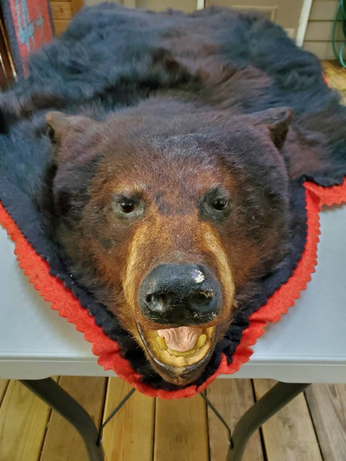 Vintage Real Bear Head Rug Taxidermy Rug Etsy