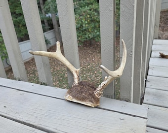 Vintage 4 Point White Tail Deer Antler Mount and Skull