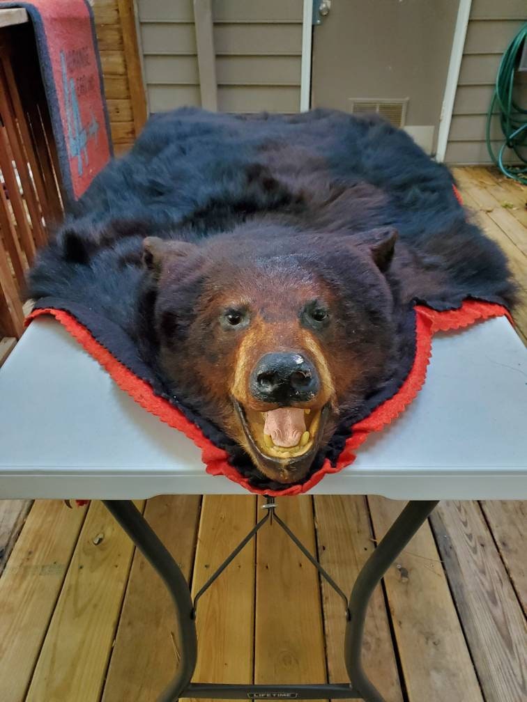 Vintage Real Bear Head Rug Taxidermy Rug Etsy