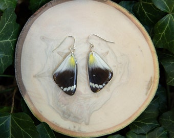 Delias Timorensis Butterfly earrings