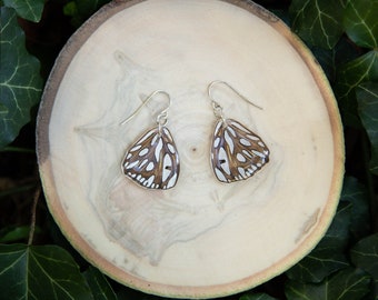 Real Butterfly Wing Dangle Earrings - Sterling Silver, Ethically Sourced