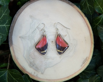 Godart's Numberwing Butterfly