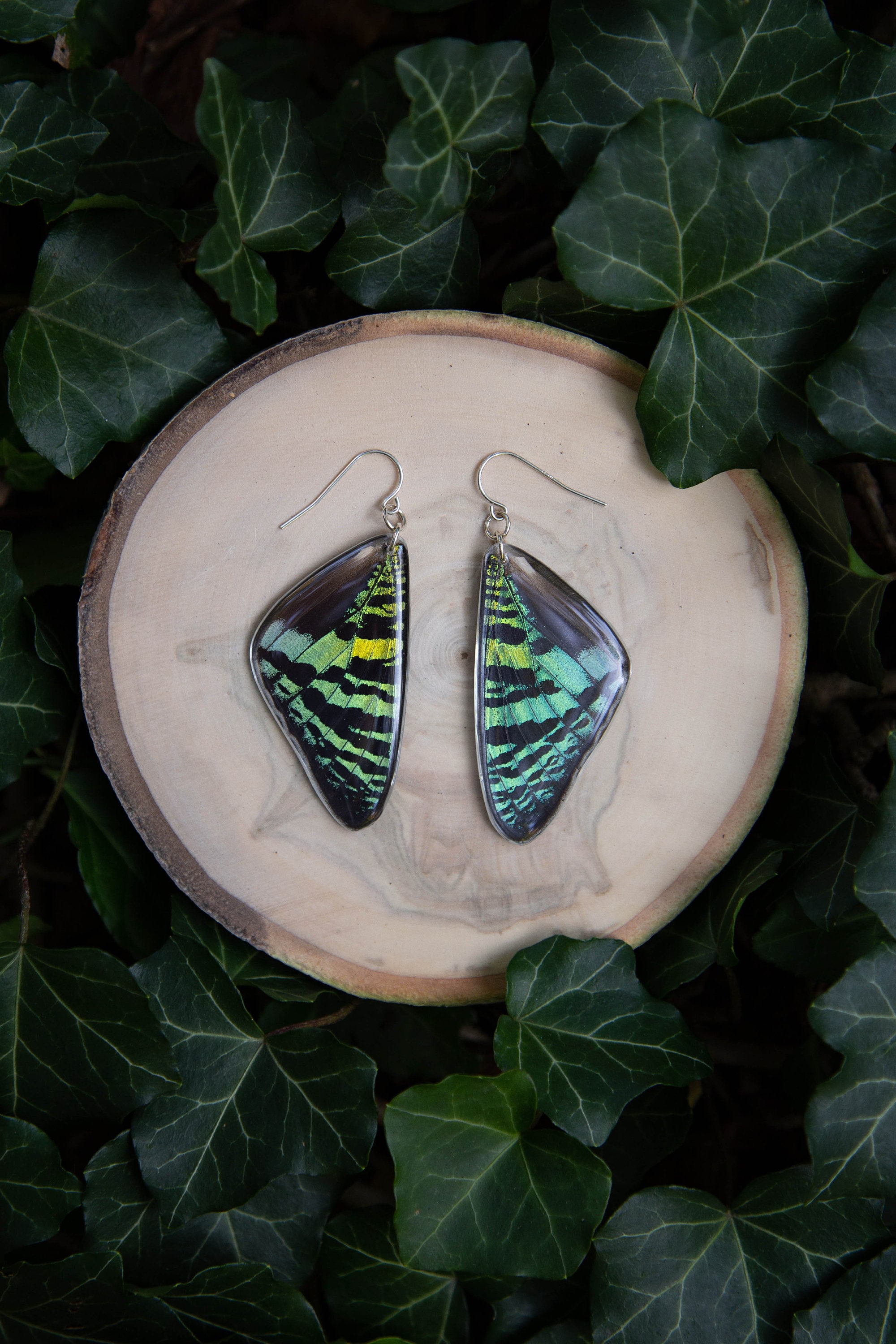 Sunset Moth - dangle earrings, real moth wings, magic, fairy, handmade, lightweight, archival resin, ethically sourced