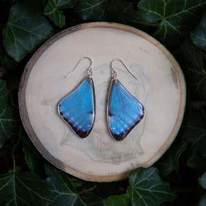 Portis Morpho Butterfly - dangle earrings, real butterfly wings, magic, fairy, handmade, lightweight, archival resin, ethically sourced