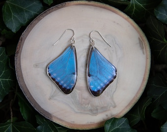 Portis Morpho Butterfly - dangle earrings, real butterfly wings, magic, fairy, handmade, lightweight, archival resin, ethically sourced