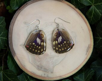 Real Butterfly Wing Earrings - Handmade Sterling Silver Dangles