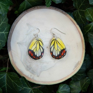 Painted Jezebel Butterfly - dangle earrings, real butterfly wings, magic, fairy, handmade, lightweight, archival resin, ethically sourced