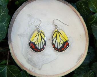 Painted Jezebel Butterfly Dangle Earrings - Real Wings, Sterling Silver