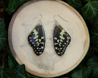Lime Swallowtail Butterfly