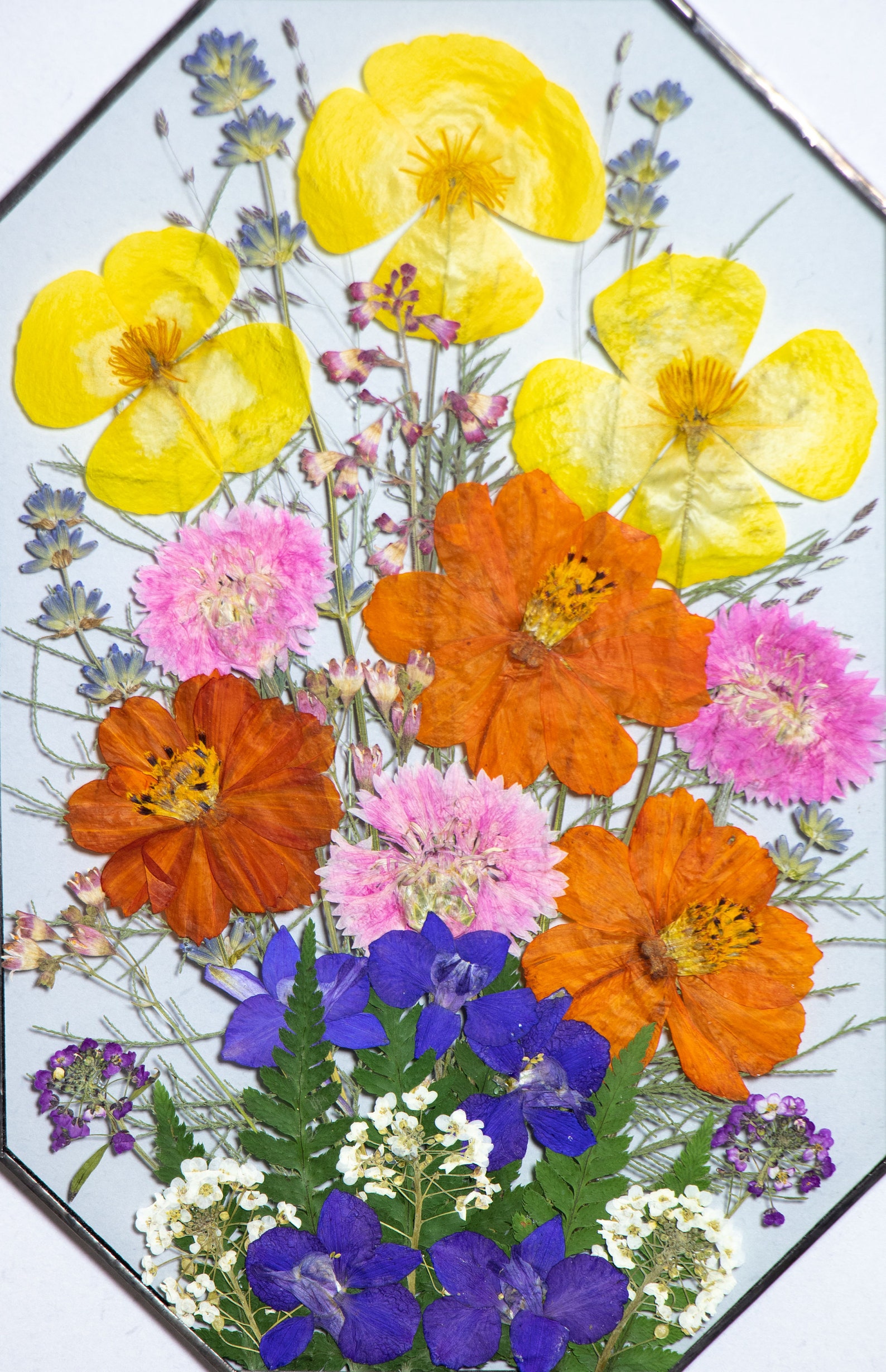 Framed Pressed Flowers Decor. Original Herbarium. Dry Flower A Etsy