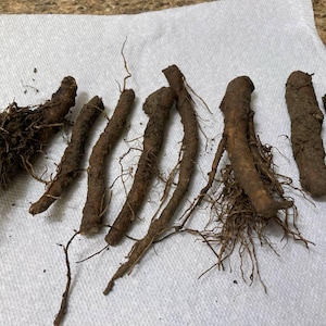 True Comfrey Root (Lot of 3/7/12)