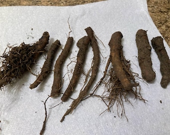 True Comfrey Root (Lot of 3/7/12)