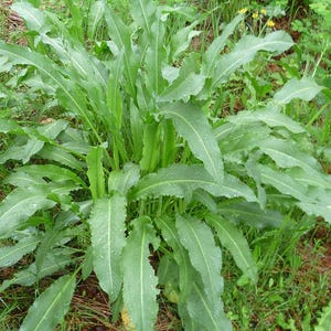 Rumex crispus live plant (Curly Dock, Yellow Dock) 3 bare root plants, organic, edible perennial herb