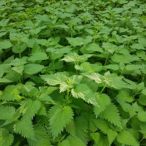 Fresh Stinging Nettle 8oz--Super greens, shipped to you, fresh young tops and leaves