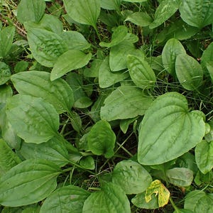 May include: A close-up view of green plantain leaves. The leaves are broad, oval-shaped, and have prominent veins. The plantain is growing in a natural environment with grass and other greenery.