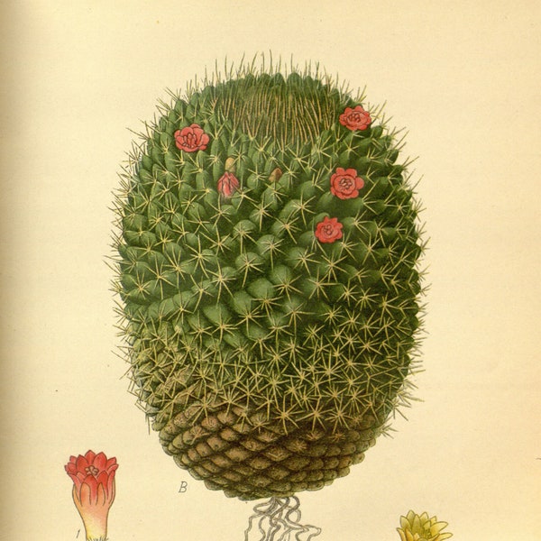 Cactus Print, Vintage Botanical Print, Desert Art, Botanical Illustrations, Vintage Wall Art, INSTANT DOWNLOAD