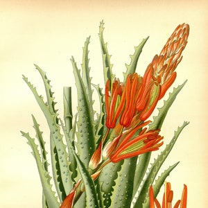 Cactus Botanical Print, Vintage Botanical Art, Aloe Botanical Print, Desert Wildflower Print, INSTANT DOWNLOAD