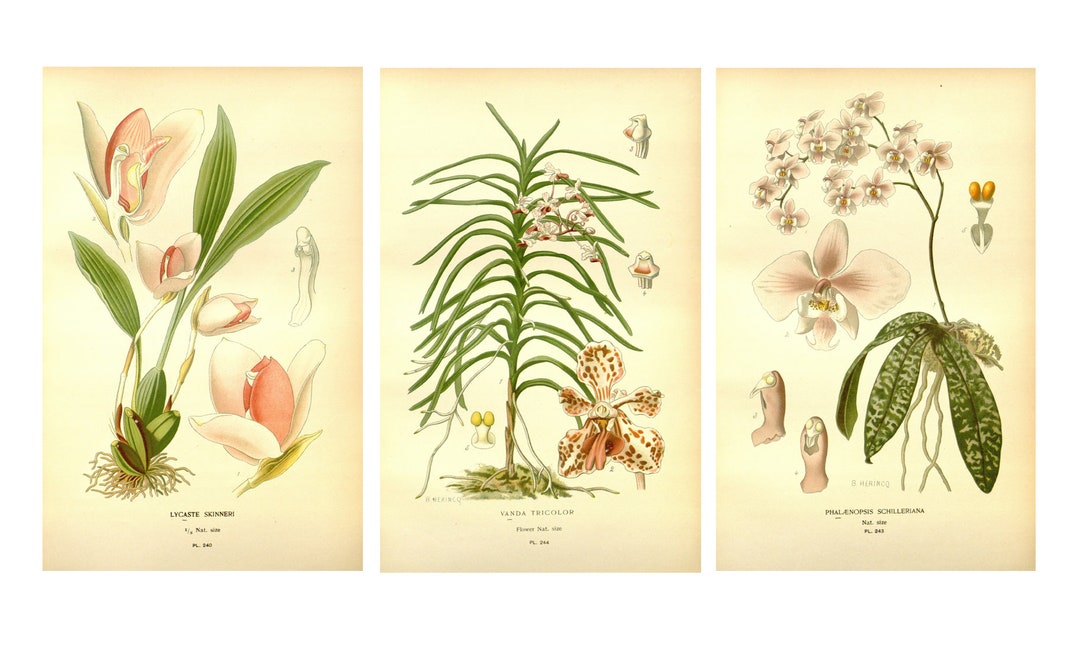 Orchid Prints, Botanical Illustrations, Vintage Botanical Prints