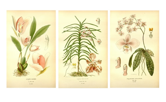 Orchid Prints, Botanical Illustrations, Vintage Botanical Prints