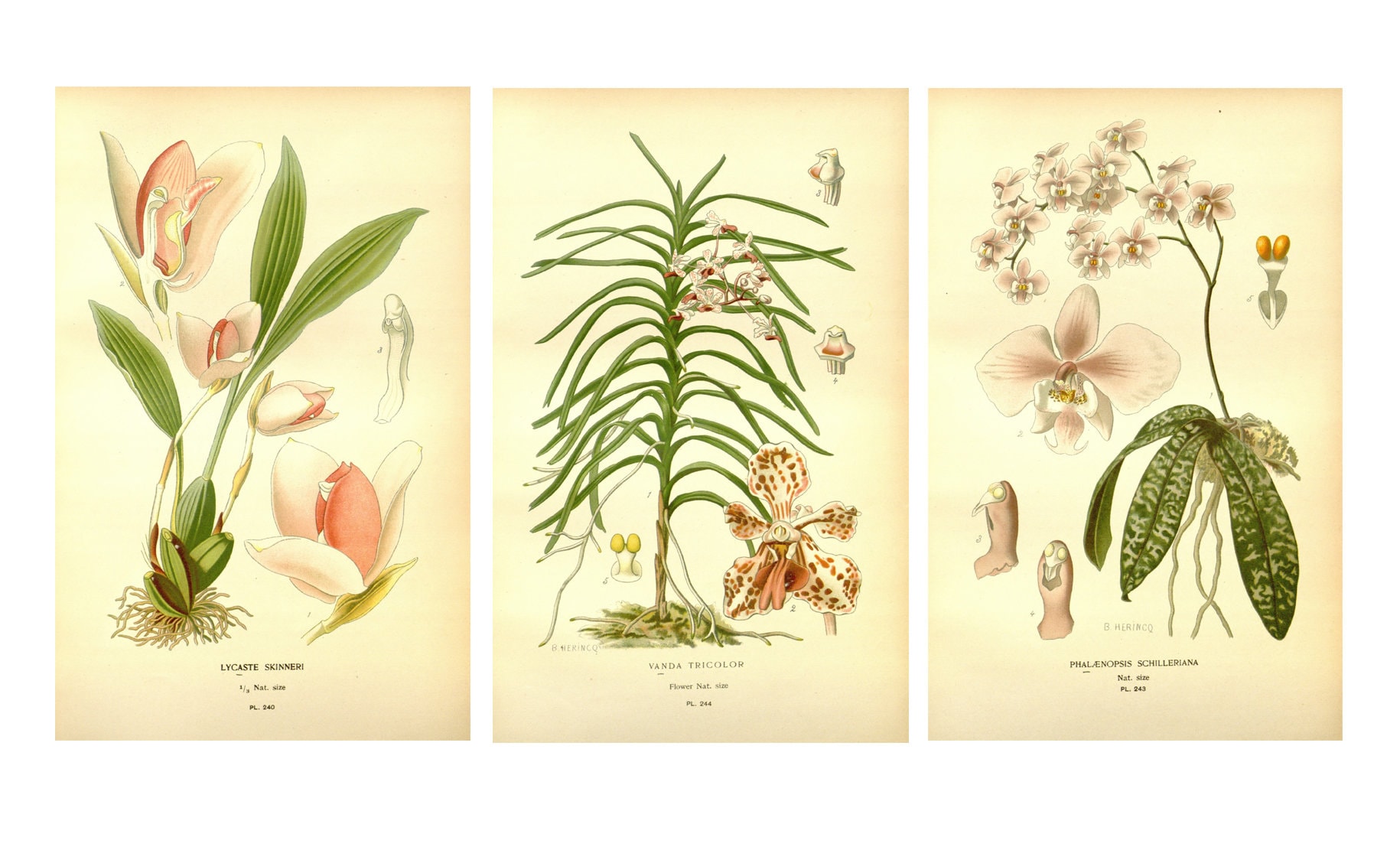 Orchid Prints, Botanical Illustrations, Vintage Botanical Prints