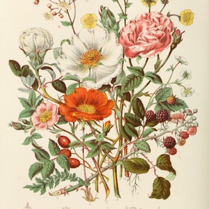 Wildflower Art, Botanical Illustration, Vintage Botanical Print, Flower Wall Art, INSTANT DOWNLOAD