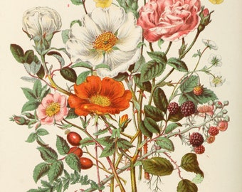 Vildblomskonst, botanisk illustration, vintage botaniskt tryck, blomväggkonst, DIREKT NEDLADDNING