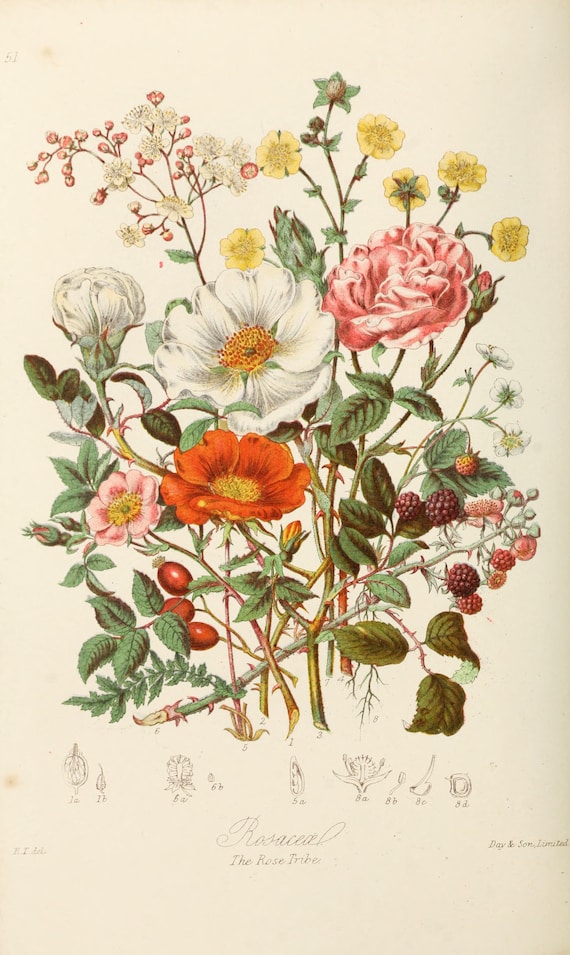 Wildflower Art Botanical Ilration Vintage Image 0