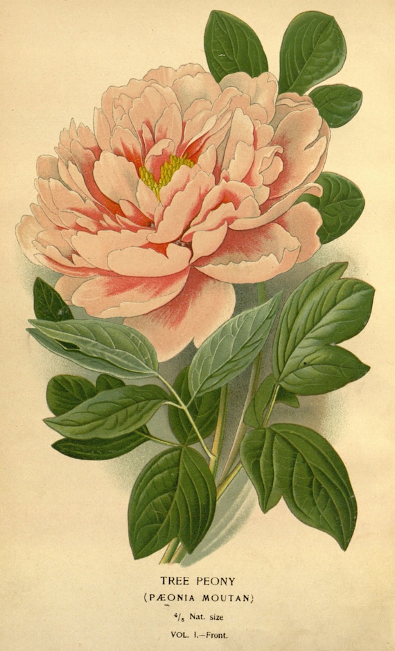 Peony Botanical Print, Floral Home Decor, Botanical Illustrations